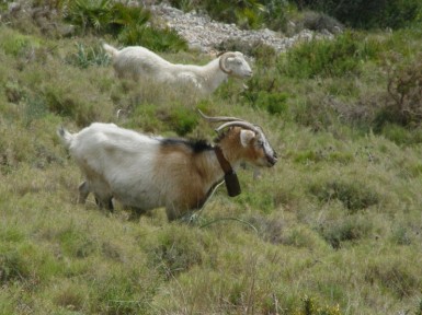 Cuernos con forma de espiral. Sierra de Bernia (Alicante)